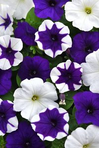 Wave Deja Vu Wave Petunia Jumbo 6 pack 17.99 sale price